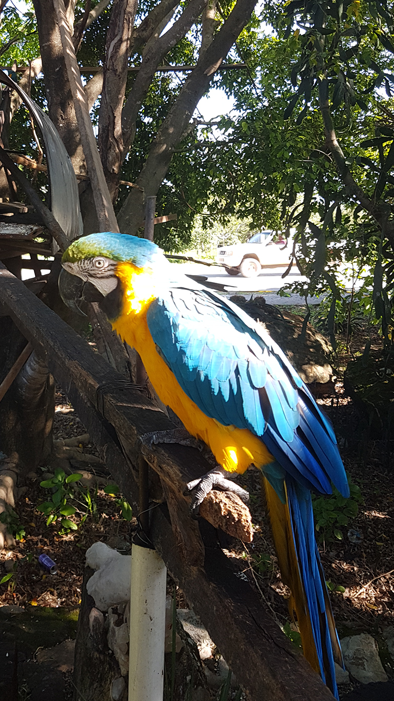 Arara canindé no bar da Hélia em Cavalcante na Chapada dos Veadeiros