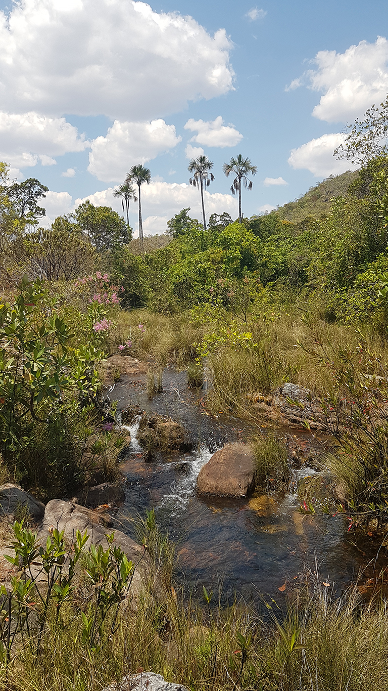Buritis de 200 anos próximos da cachoeira Almécegas 2 em dia ensolarado de setembro
