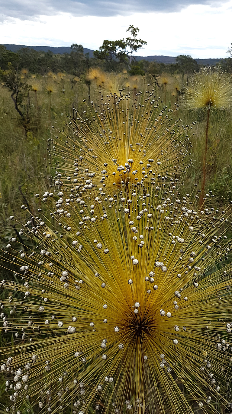 Paepalanthus speciosus — cerrado chuveirinho in bloom, Chapada dos Veadeiros, typical rupestrian fields April–July