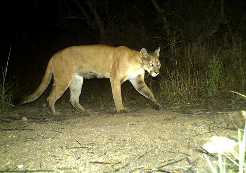 Onça-parda camuflada entre matorral e vegetação baixa — o felino pode passar despercebido a poucos metros em trilhas do cerrado ou floresta