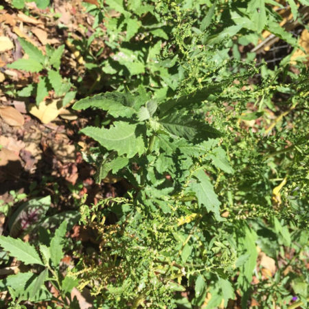 Erva nativa do cerrado necessária para o chá de enema do cerrado